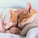  #猫#