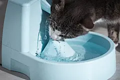 点击来源直接获取大图文件 |有趣的猫从饮水机喝水。猫饮水机。宠物口渴。猫脱水。