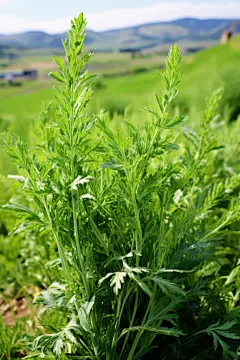 植株冰台艾草灸草植物图片摄影图