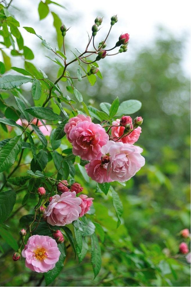 云想衣裳，花想容