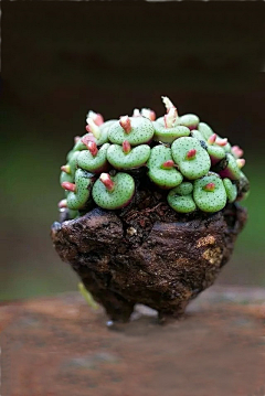 格格紫滟小采集到多肉