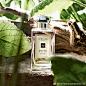 JoMaloneLondon祖玛珑的照片 - 微相册