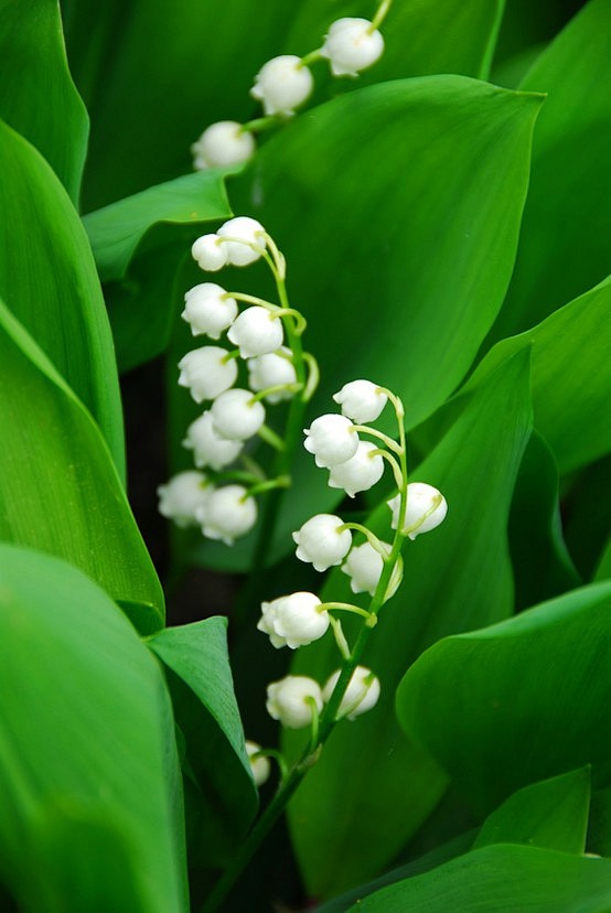铃兰——幽静纯洁的小白花。