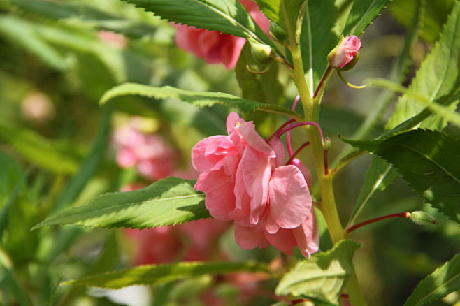 凤仙花