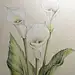 作者：菡萏，笔名轶菡