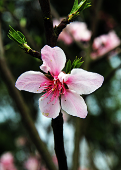 江岸野蕊采集到桃花