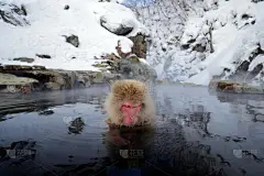 水中猴子的肖像。猴子日本猕猴，褐尾猕猴，红脸肖像在冷水与雾，动物的自然栖息地，北海道，日本。广角镜头