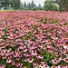 紫松果菊