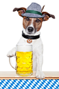 啤酒与宠物狗图片