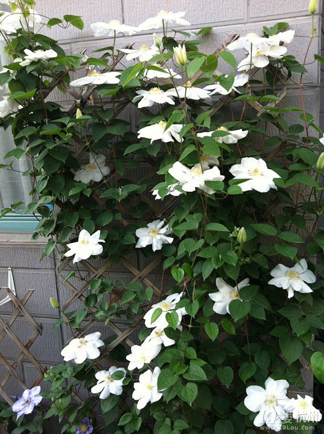 21:51:48铁线莲 "冰美人" clematis marie boisselot (全株)植物