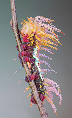 贰丫丫采集到奇幻生物