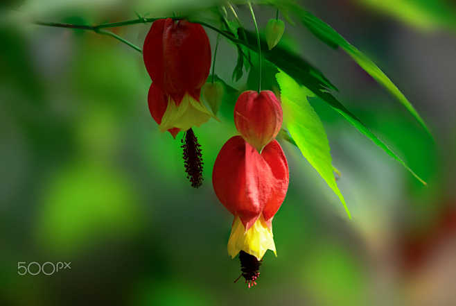 红萼苘麻 Abutilon megapo...