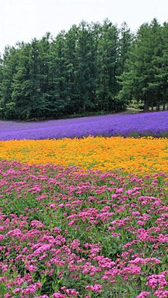 紫盆花采集到花景观