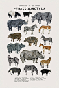 动物物种图鉴海报