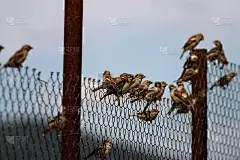 麻雀