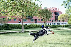 博德牧羊犬露出了他的牙齿，他试图抓住他的训练员扔给他的圆盘，一个年轻的女人。