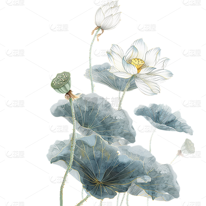 中国风通用金边工笔画荷花植物元素素材