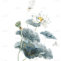 中国风通用金边工笔画荷花植物元素素材