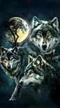 Jaguar Wallpaper, Funny Phone Wallpaper, Wolf Love, Grey Wolf, Wall Sculptures, Sculpture Art, Wolf Tattoos, Wallpaper Downloads
