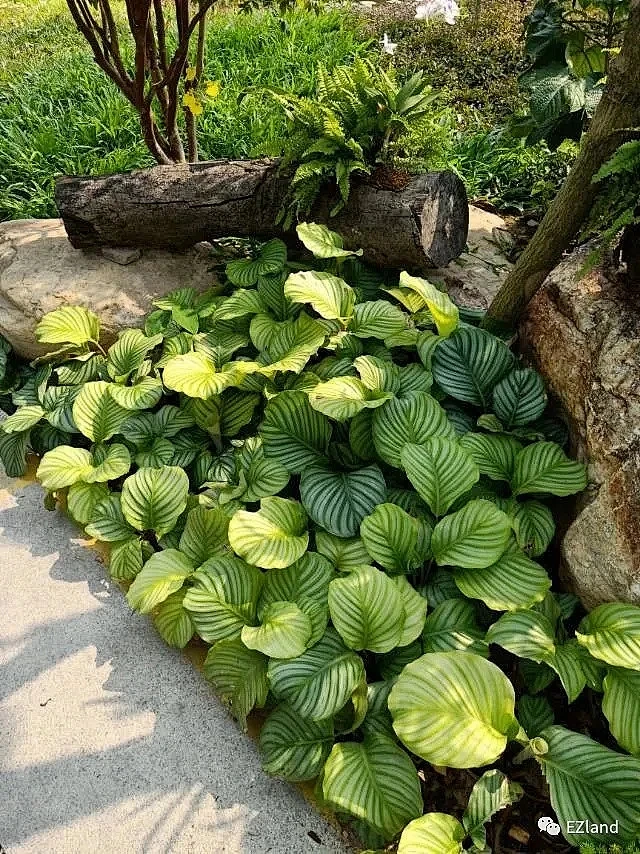青苹果竹芋 花瓣网 