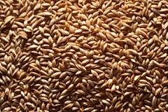 谷类杂粮粗粮摄影图图片