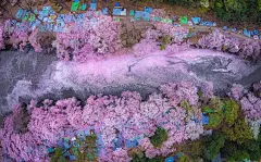 Danilo Dungo在东京「井之頭公園」空中摄影的「桜の河」