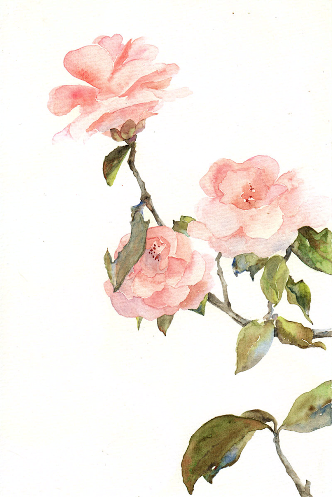 手绘花png