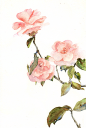 手绘花png_PNG/免抠 _玫瑰花 花类采下来 #率叶插件，让花瓣网更好用#