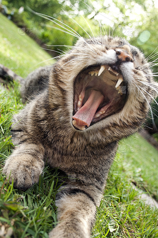 巨大的猫