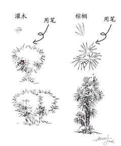 火锅浅析采集到速写——花草树木