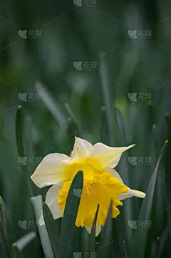 水仙花,黄色,特写,园林,清新,壁纸,自然美,春天,植物,背景