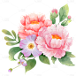 植物通用插画花朵组合元素素材