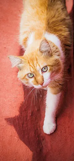 iPhone X S R MAX壁纸长款壁纸