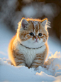 来自分享雪地小肥猫来袭#壁纸|头像|背景图#|头像|背景图# #猫咪大明星# #从今天起记录我的2023#
