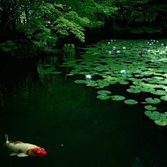 Crystalk采集到日本・画报—— 风景画卷