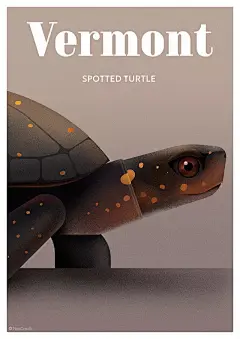 星点水龟