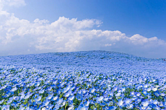 美味山椒鱼采集到花