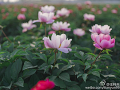 蓝莓小主采集到花朵集四