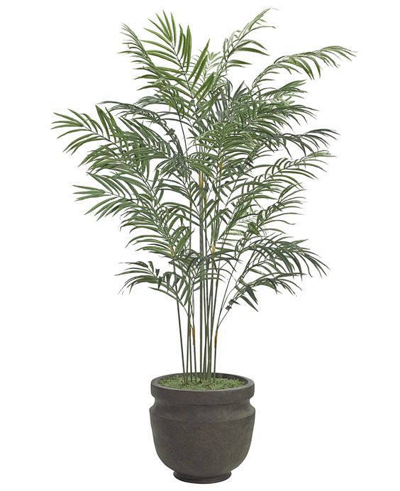 Palm (T63-6): Areca ...