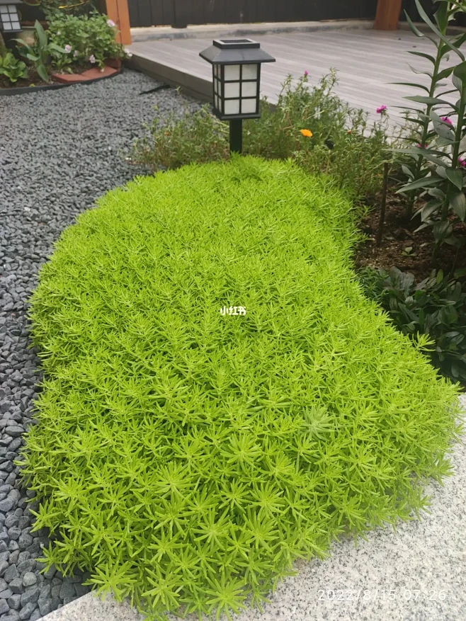 优秀的地被植物首选，低维护@黄金佛甲草-花瓣网