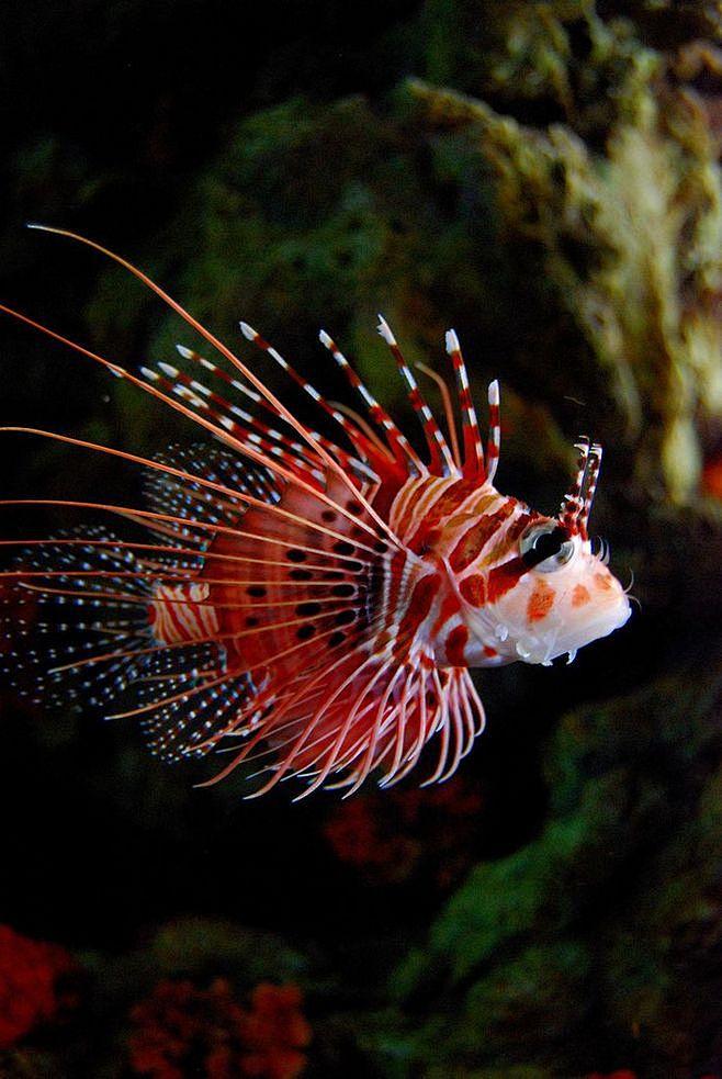 ?? Scorpion Fish 