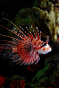 ?? Scorpion Fish 