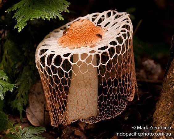 Maiden Veil Fungus #...