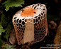 Maiden Veil Fungus #gardeningfungus
