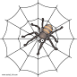 蜘蛛，蛛网，动物，卡通