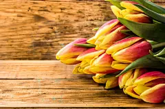 点击来源直接获取大图文件 |Heap of tulips as floral background