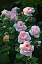 (270) Pinterest