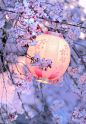 #japan #lantern #sakura