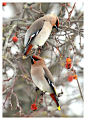 Waxwings