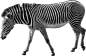斑马PNG图片